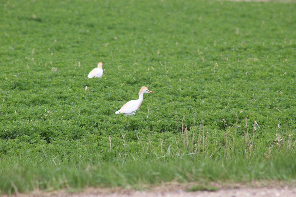 Western Cattle Egret - ML231049291