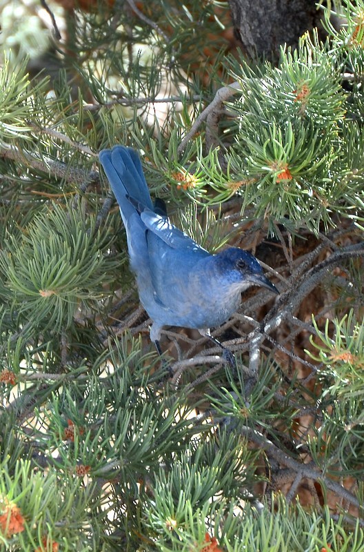 Pinyon Jay - Kevin Lapp