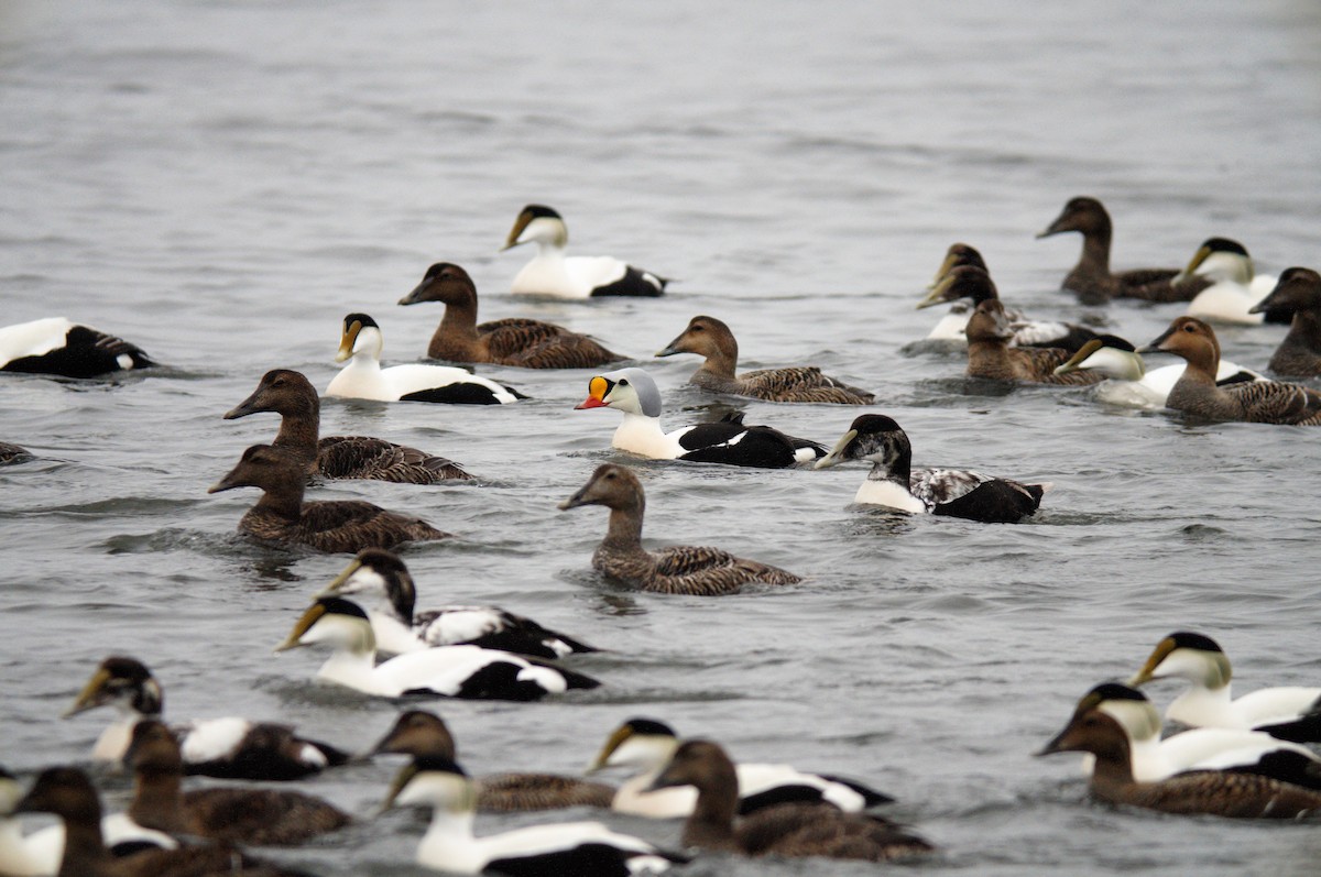 Eider à tête grise - ML231050251