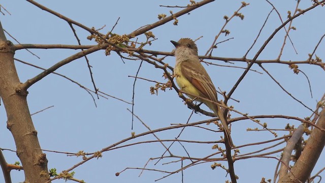 Nutting's Flycatcher - ML231051581