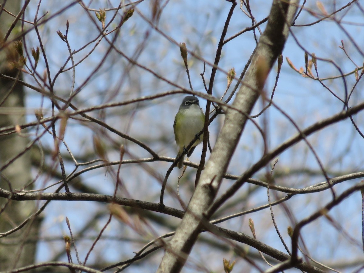 Viréo à tête bleue - ML231052051