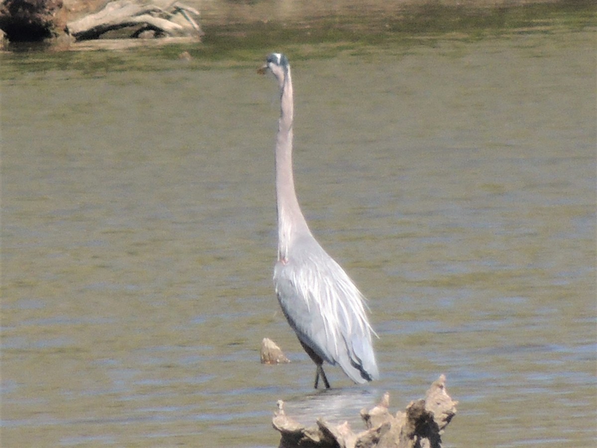 Great Blue Heron - Paul Zeller