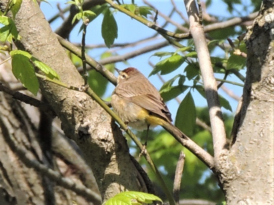 Palm Warbler - Paul Zeller