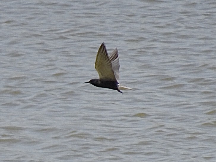 Black Tern - Bobby T