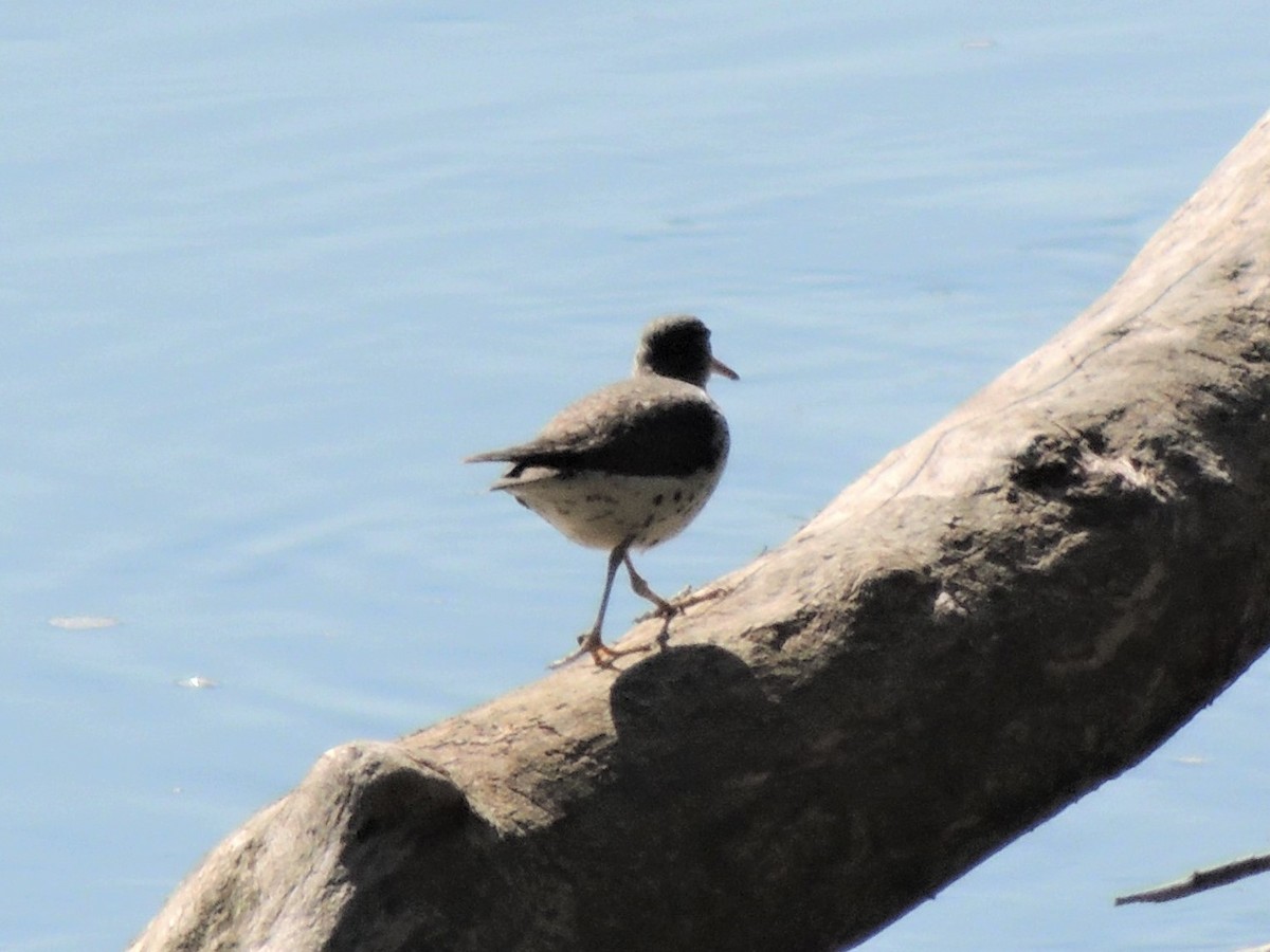 Spotted Sandpiper - Paul Zeller