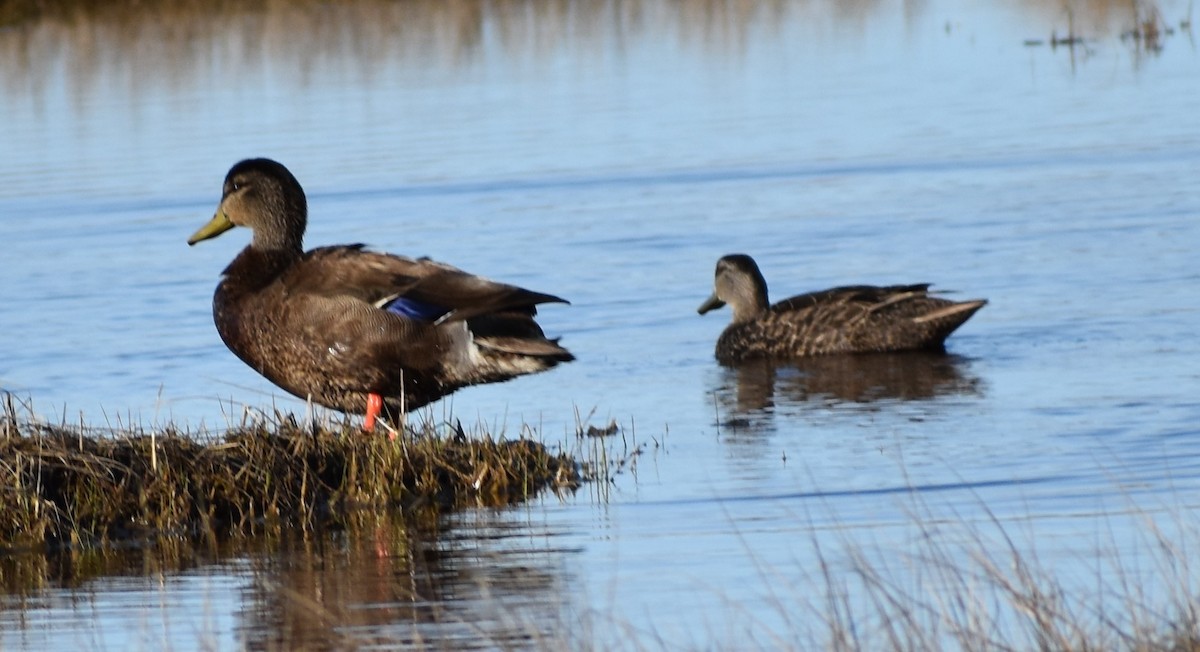 American Black Duck - ML231055421