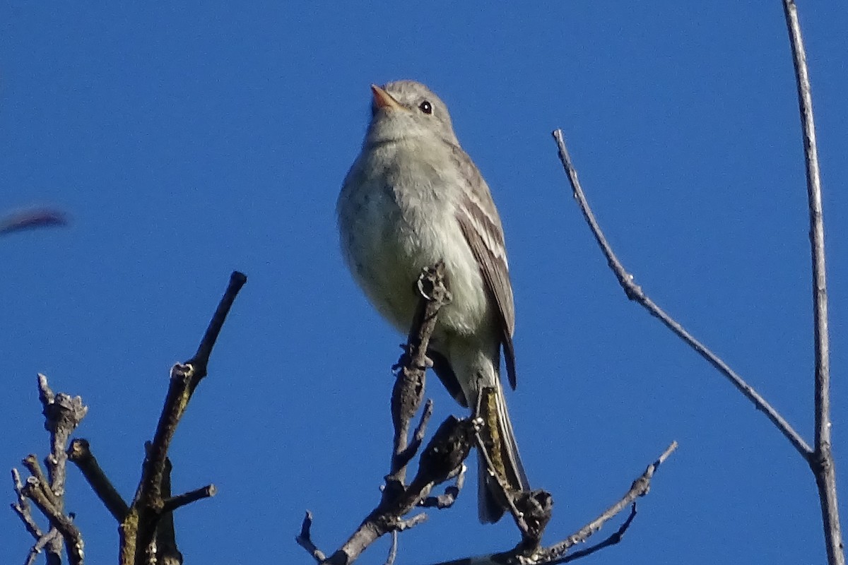 Trockenbusch-Schnäppertyrann - ML231056871