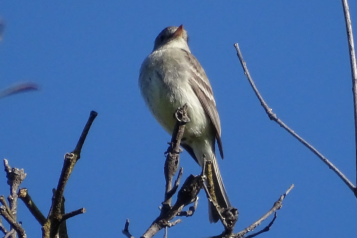 Trockenbusch-Schnäppertyrann - ML231056991