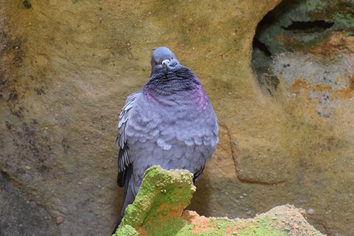 Rock Pigeon (Feral Pigeon) - irina shulgina