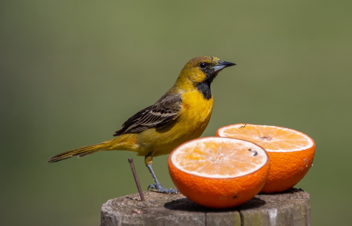 Orchard Oriole - Joel Strong