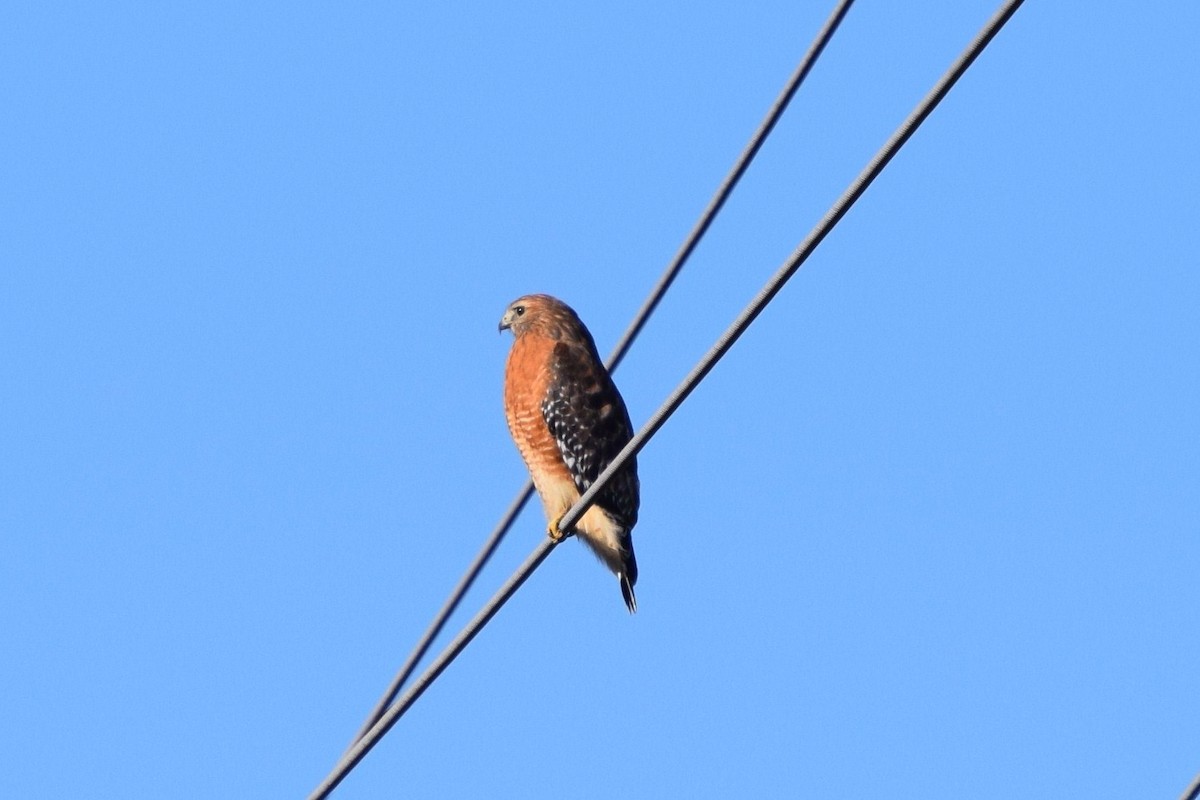 Red-shouldered Hawk - ML23105761