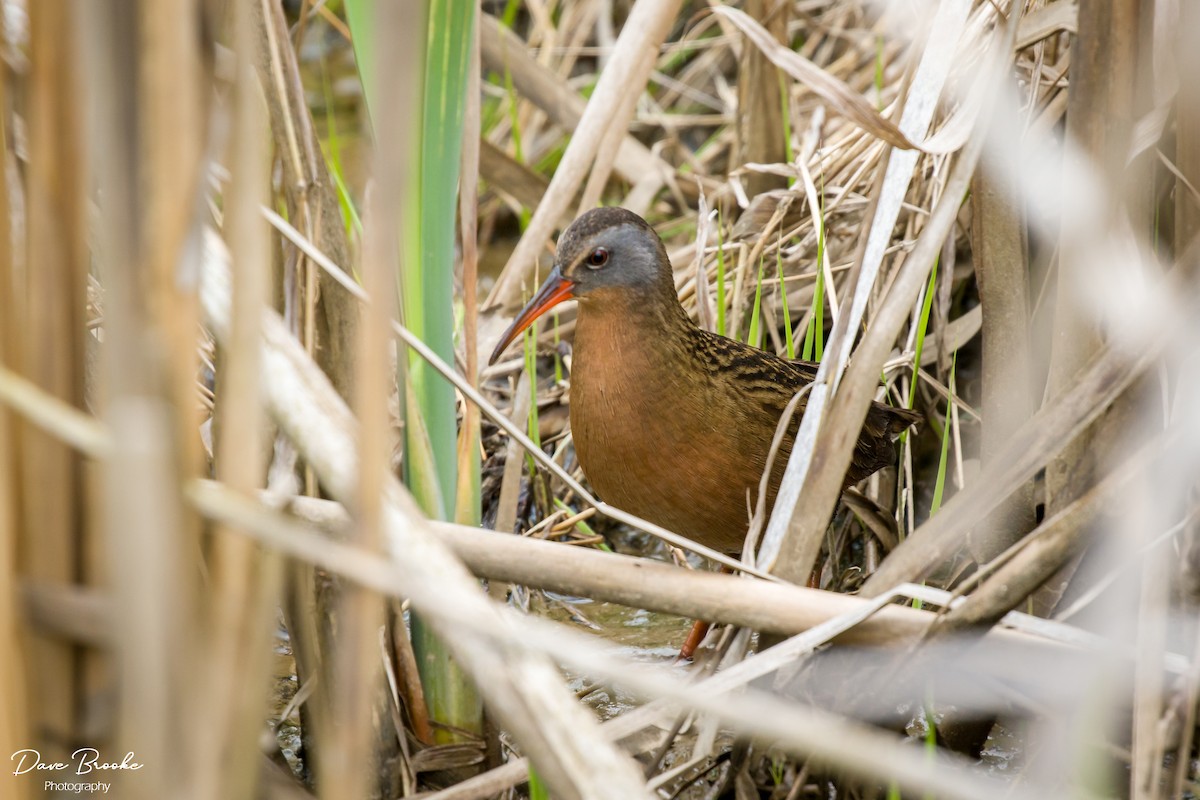 Virginia Rail - Dave Brooke