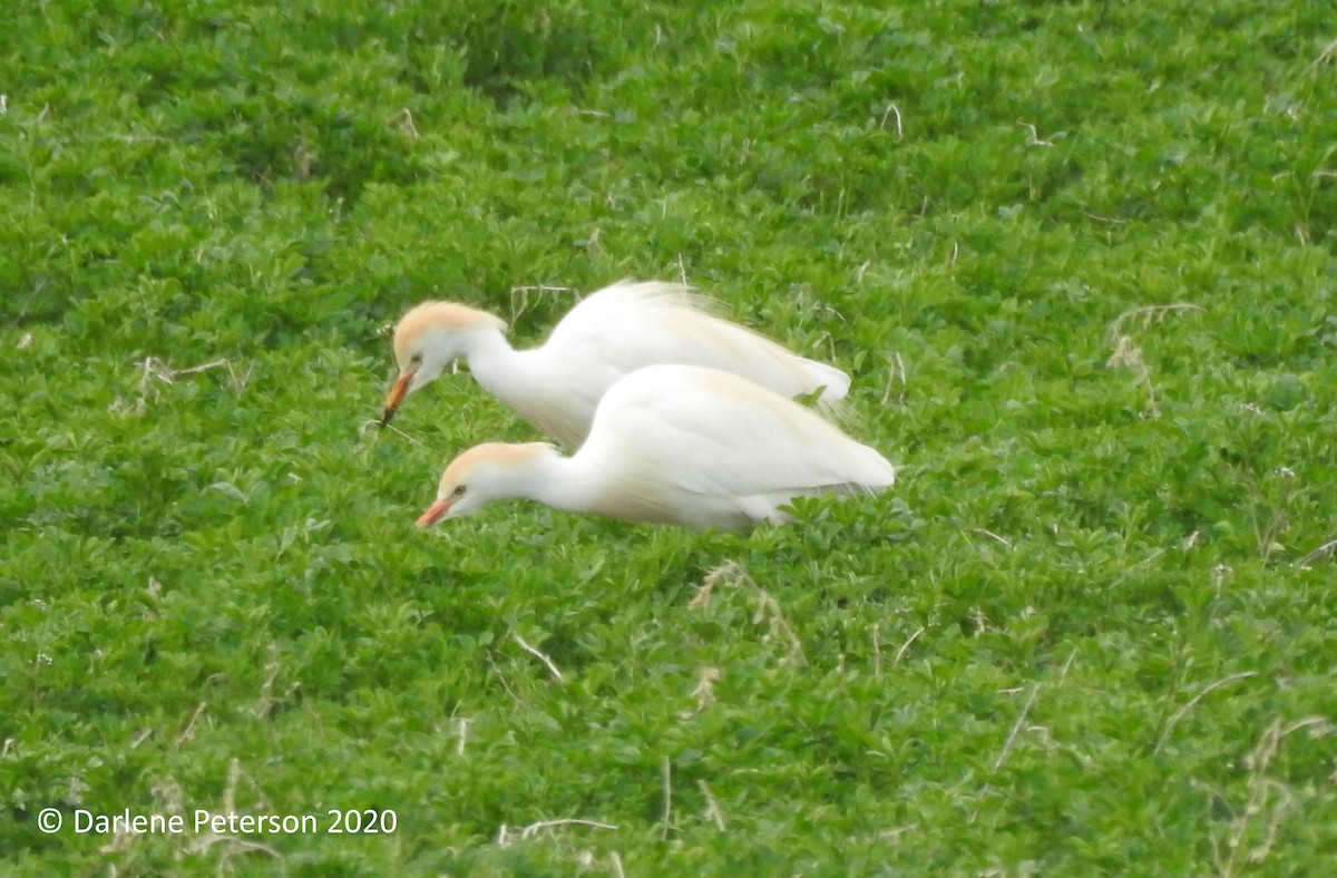 Western Cattle Egret - ML231058131