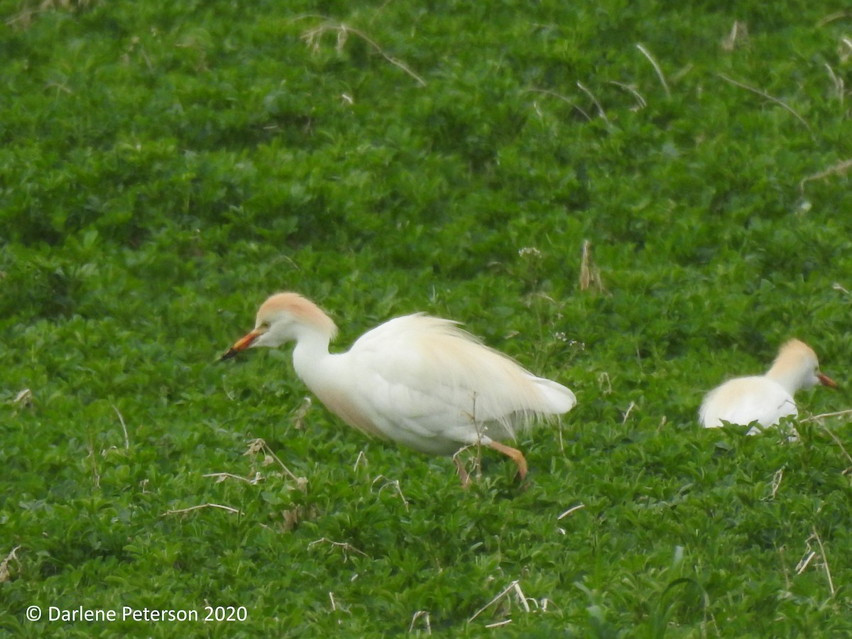 Western Cattle Egret - ML231058171