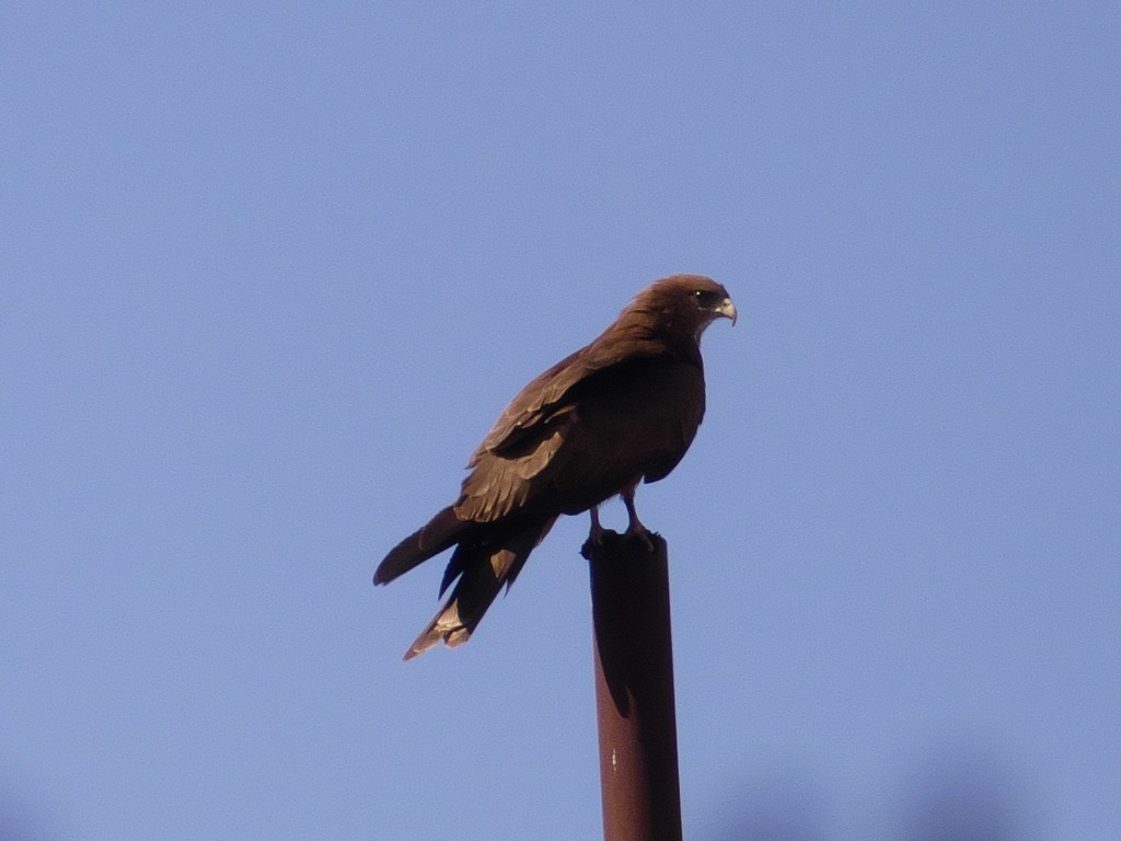 Black Kite (Yellow-billed) - ML231058781