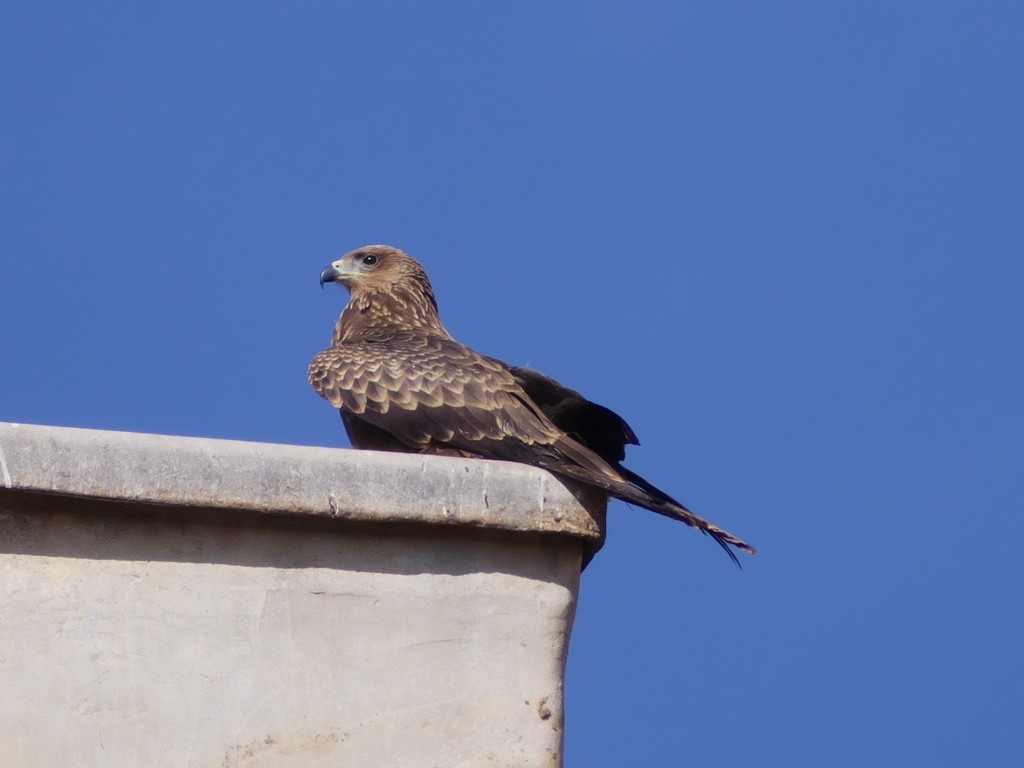 Black Kite - ML231059191