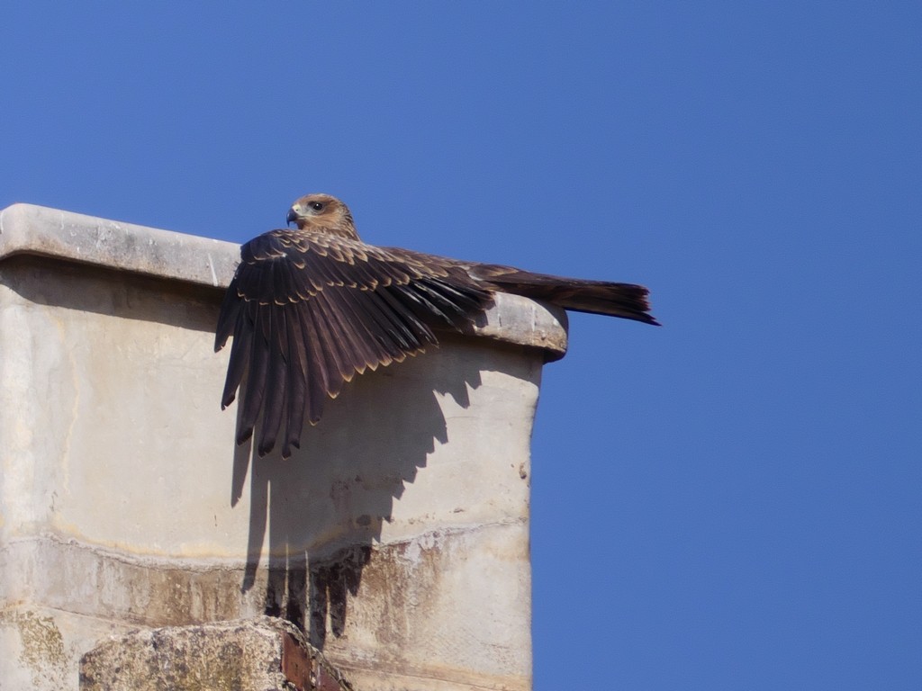 Black Kite - Tommaso Renzulli