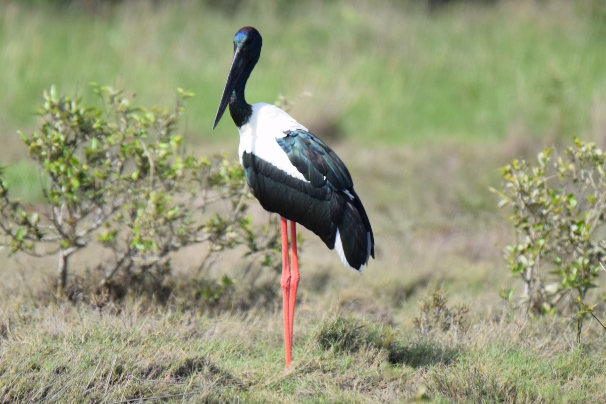 Black-necked Stork - ML23106061