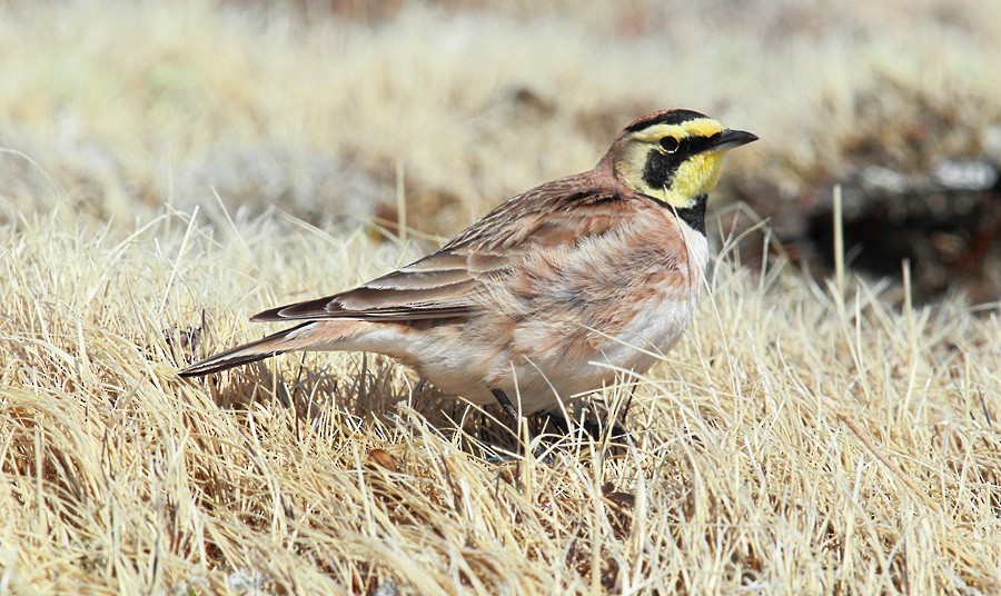 Horned Lark - Bruce Mactavish