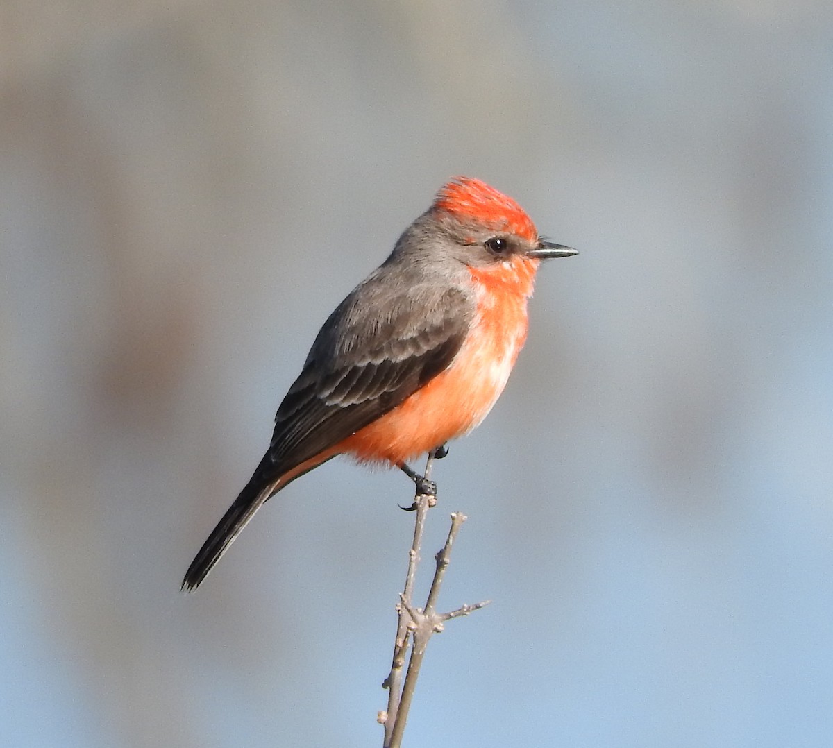 Vermilion Flycatcher - Van Remsen