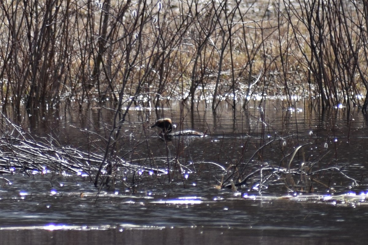 Horned Grebe - Syd Cannings