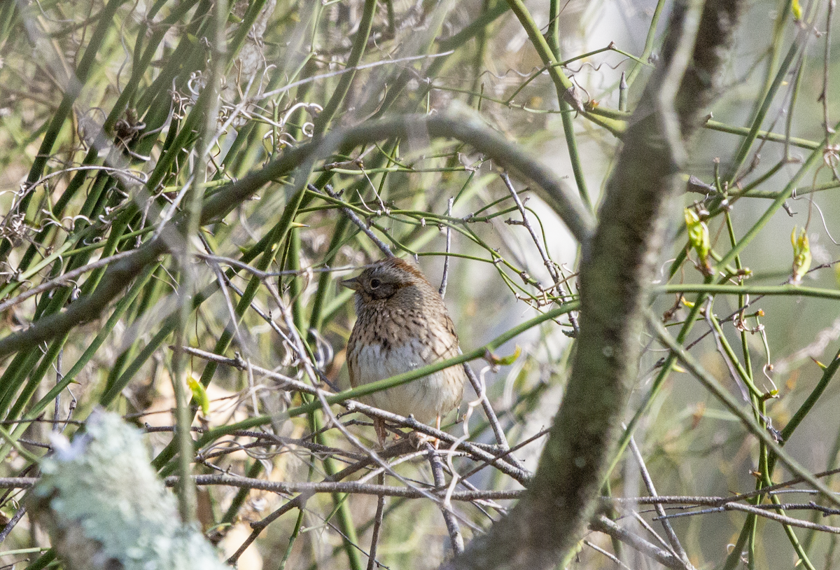 Lincoln's Sparrow - ML231065511