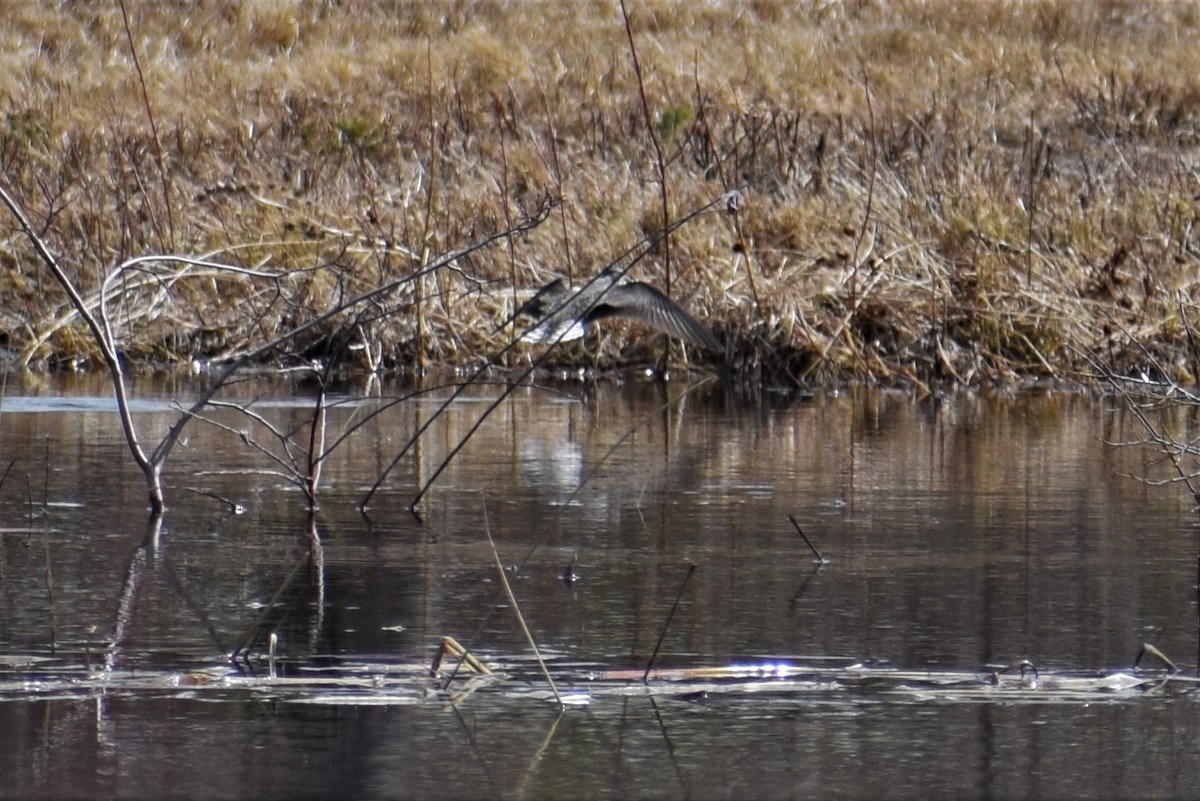 Solitary Sandpiper - ML231065611