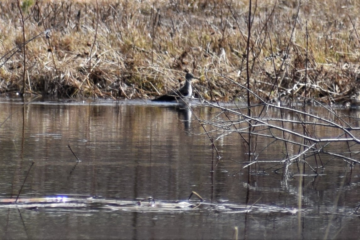 Solitary Sandpiper - ML231065621