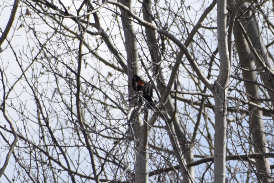 Red-winged Blackbird - ML231065811