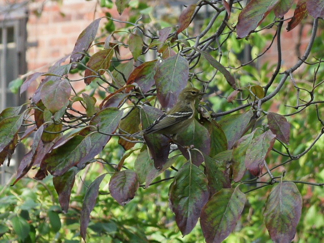 Blackpoll Warbler - ML23106701