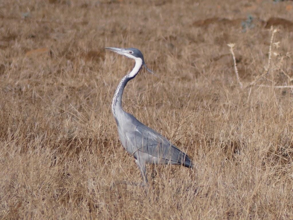 Black-headed Heron - ML231068571