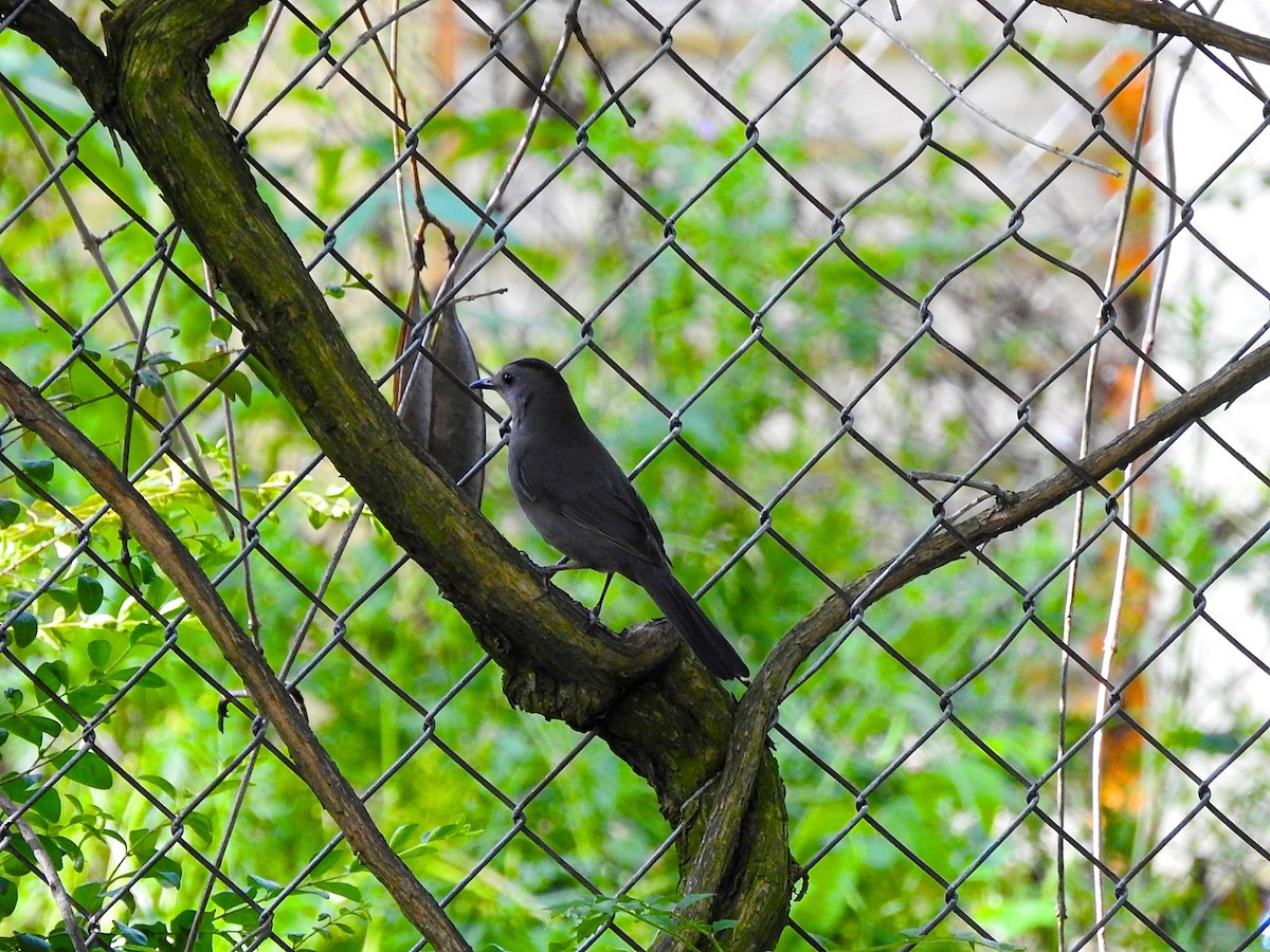 Gray Catbird - ML231069151