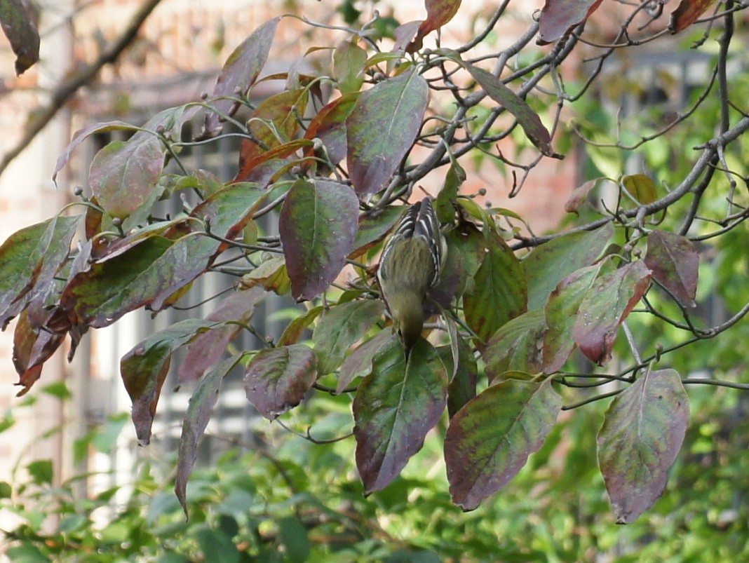 Blackpoll Warbler - ML23106921