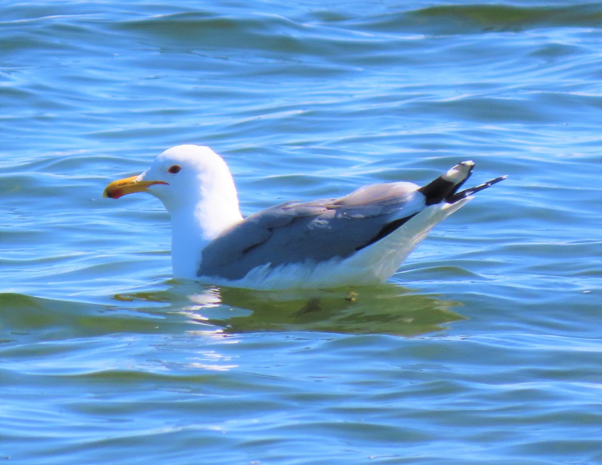 California Gull - ML231069911