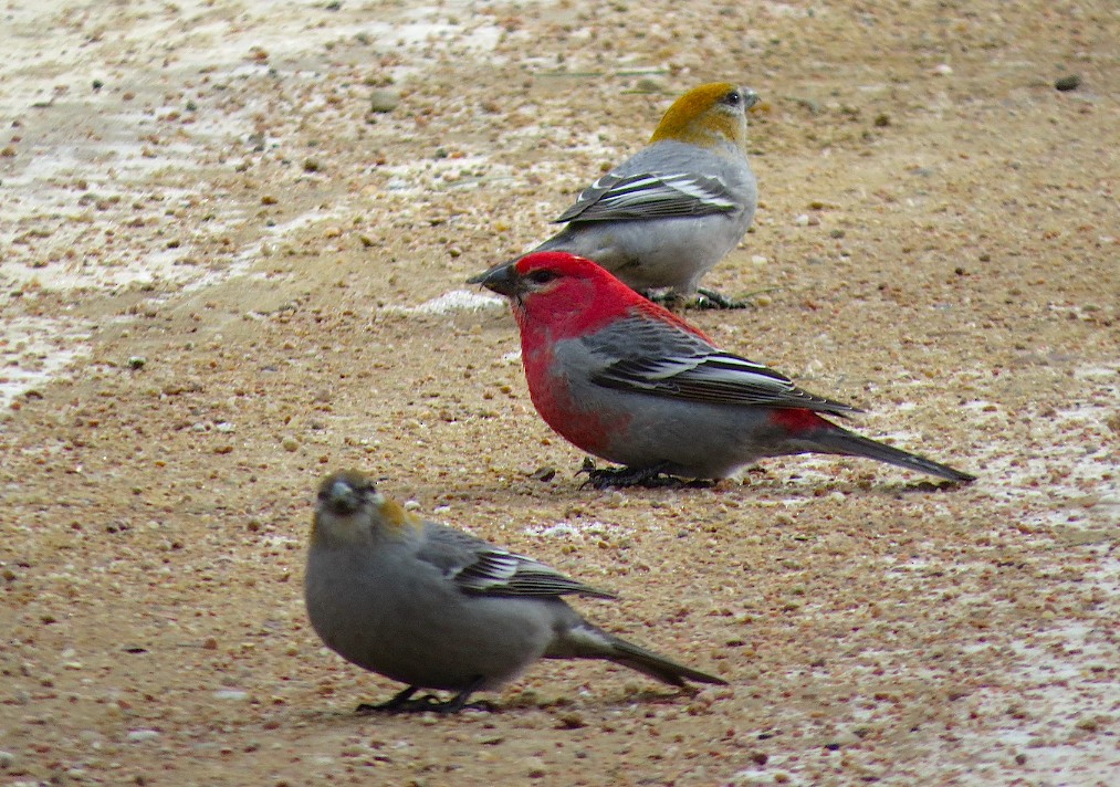 Pine Grosbeak - ML23107061