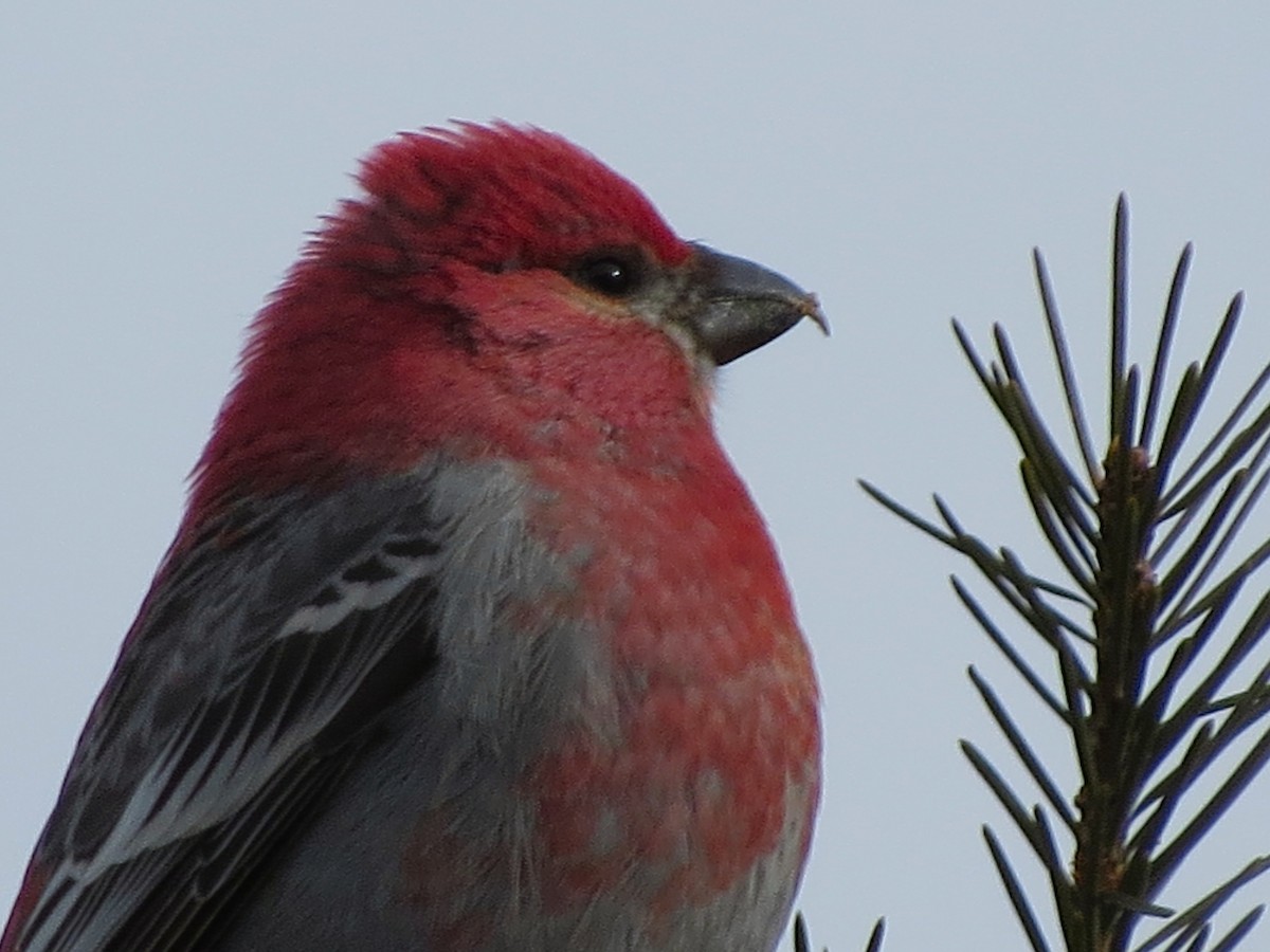 Pine Grosbeak - ML23107111