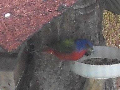 Passerin nonpareil - ML231071921
