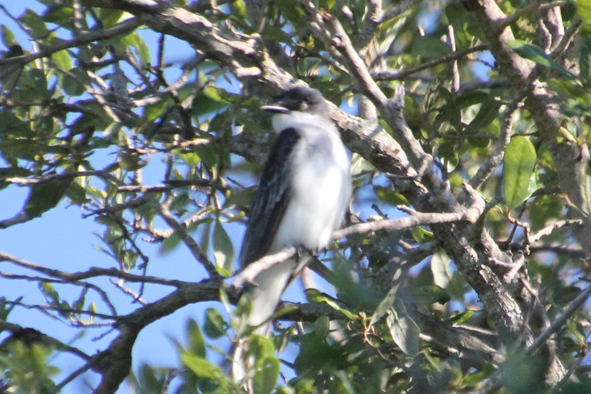 Eastern Kingbird - ML231072211