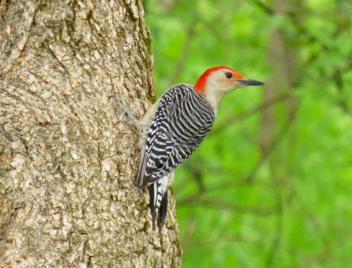 Red-bellied Woodpecker - ML231072371