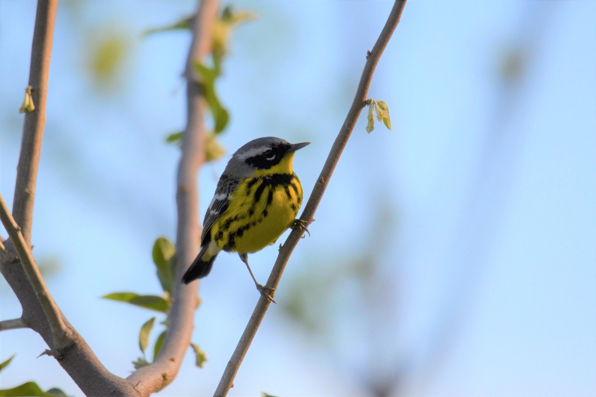 Magnolia Warbler - ML231072931