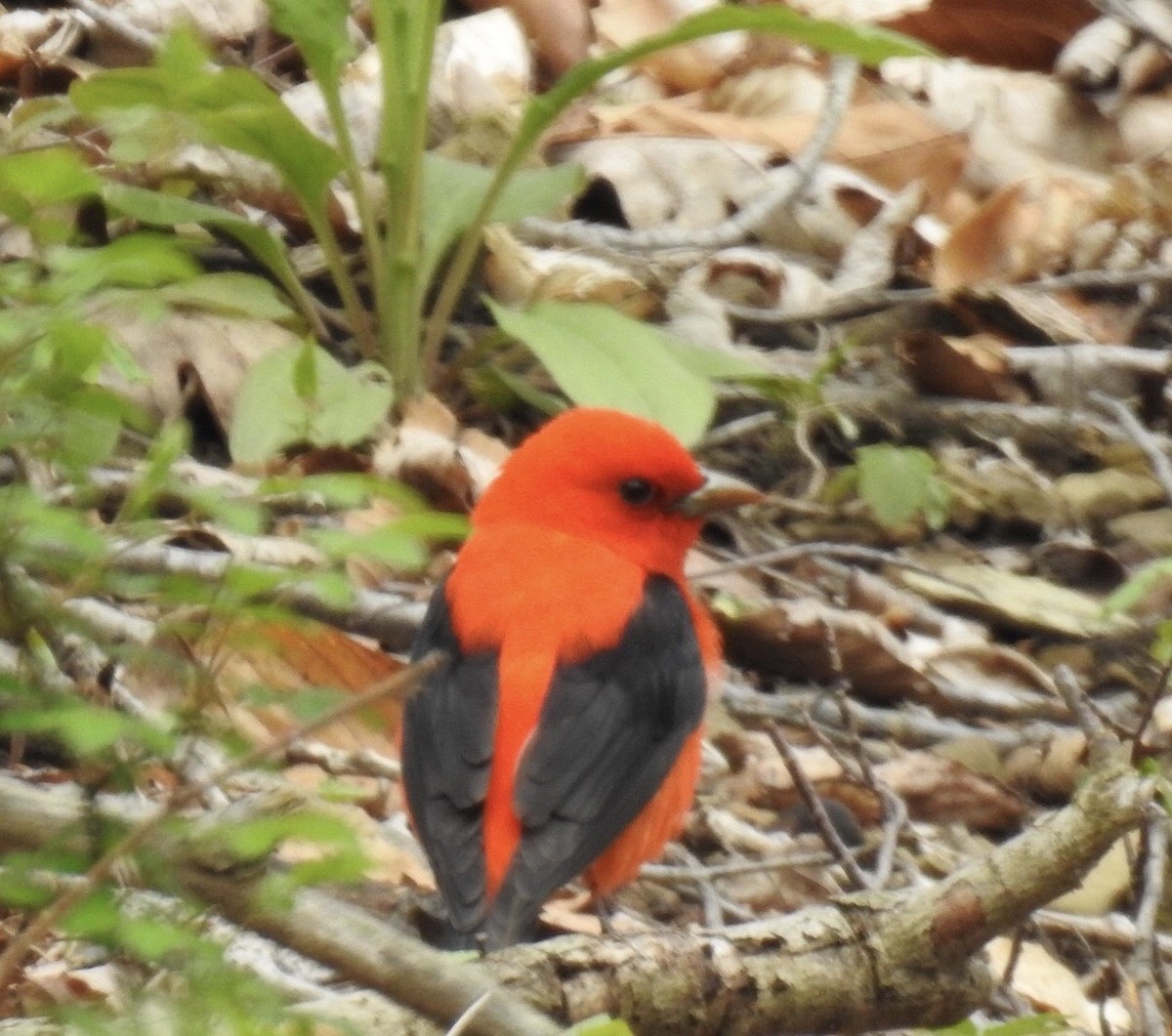 Scarlet Tanager - Brenda Meese