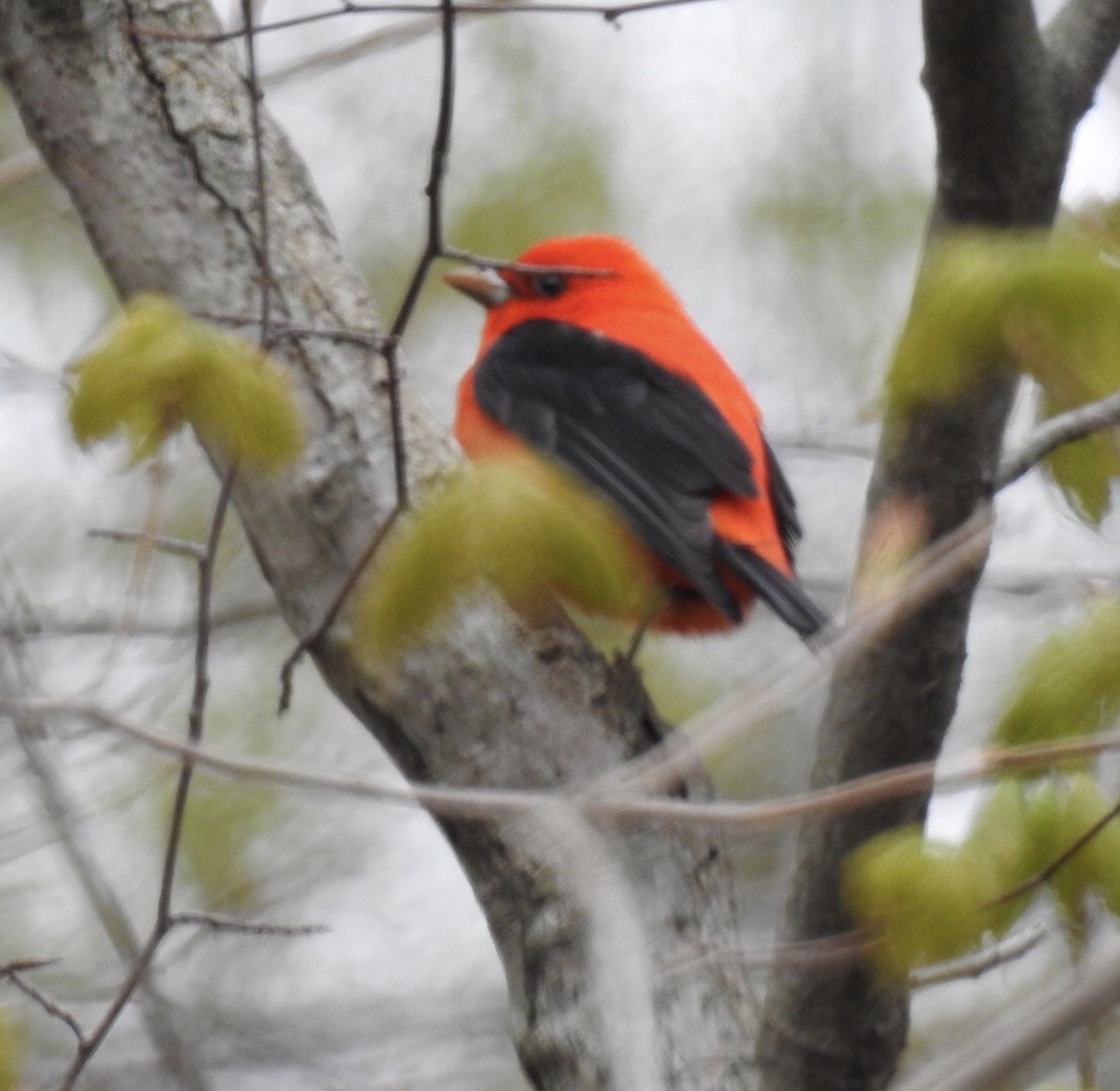 Scarlet Tanager - Brenda Meese