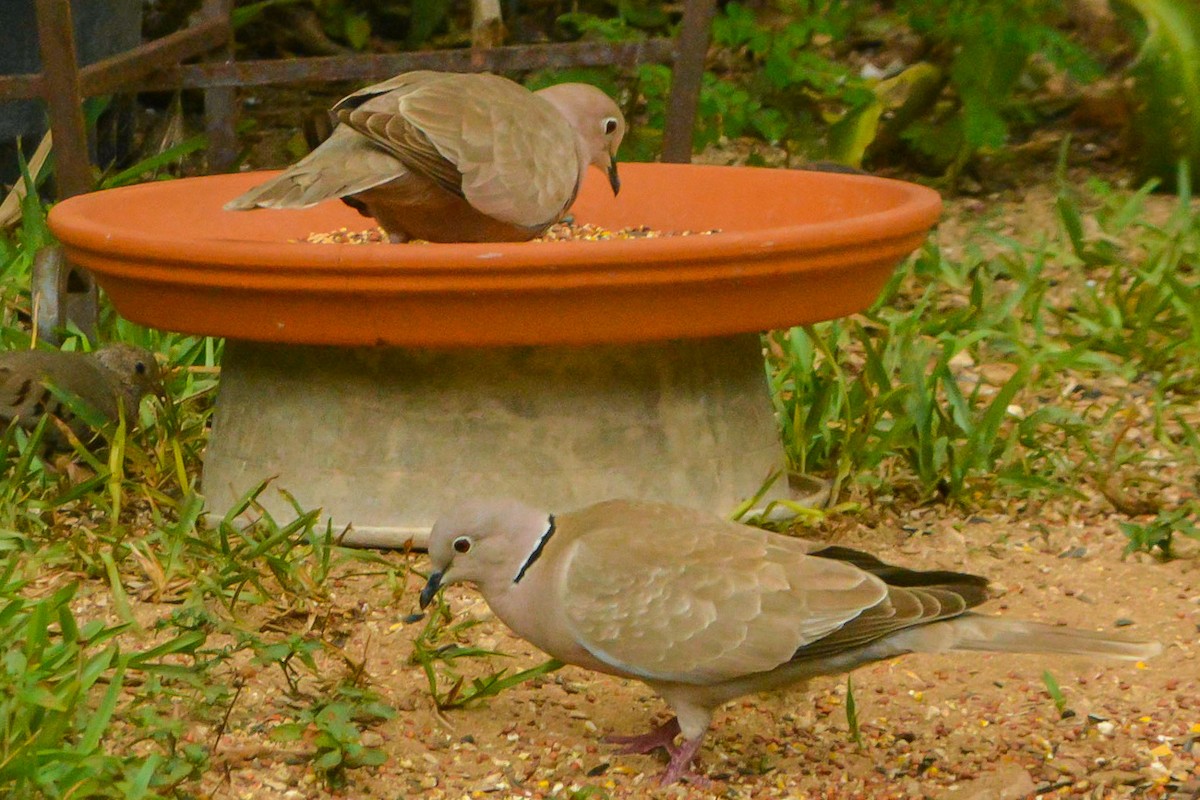 Eurasian Collared-Dove - Peter Kemp