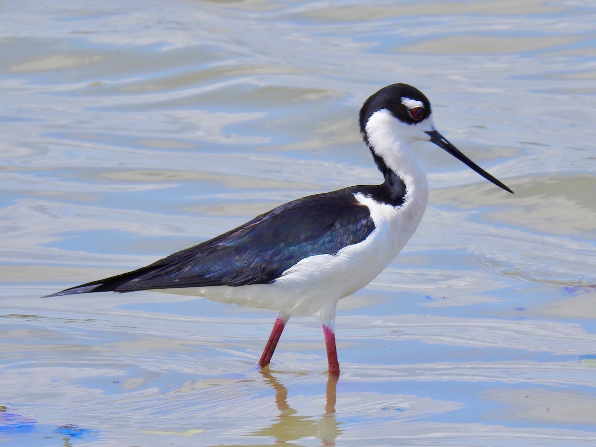 Black-necked Stilt - Van Remsen