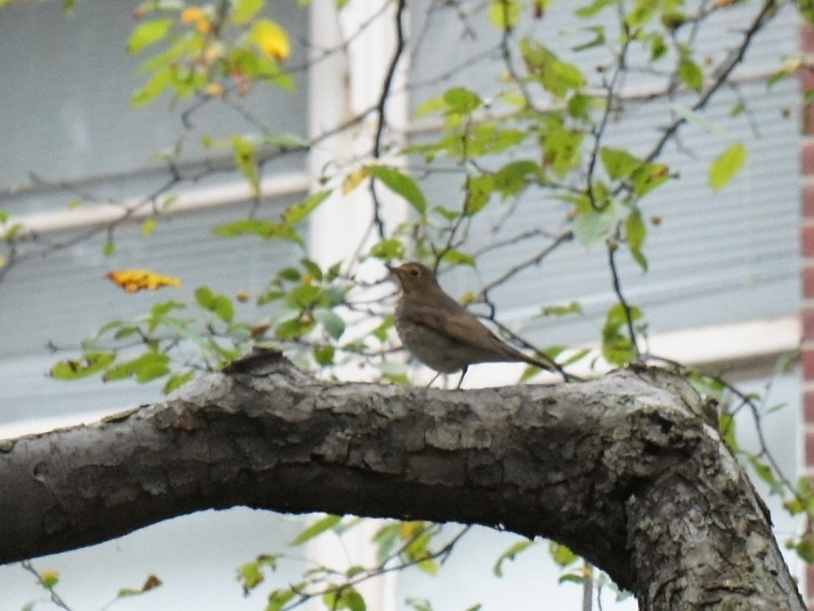 Swainson's Thrush - ML23107591