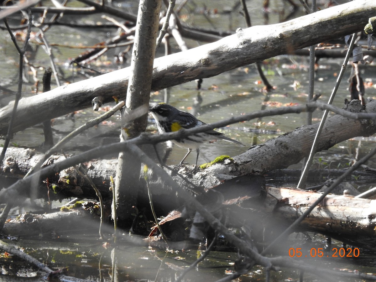 Yellow-rumped Warbler - ML231075911