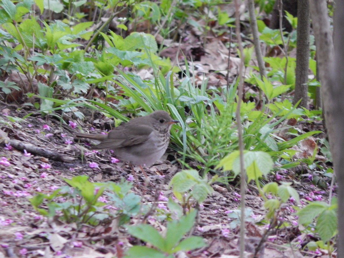 Gray-cheeked Thrush - Sara Grillo