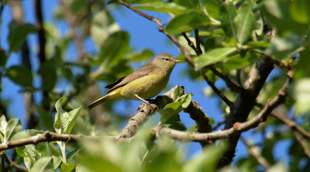 Orange-crowned Warbler - ML231078011