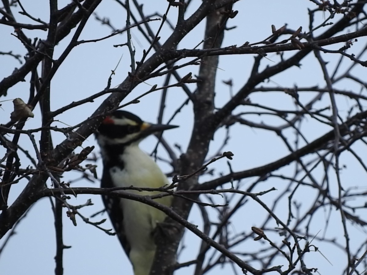 Hairy Woodpecker - ML231078111