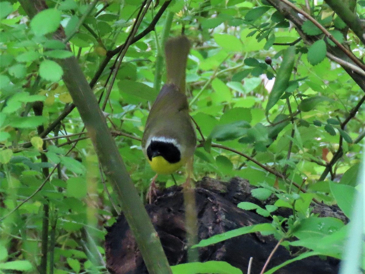 Common Yellowthroat - ML231078291